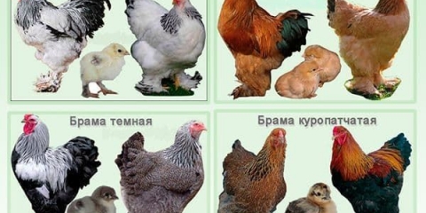 Brahma pasmina pilića - kako se pravilno brinuti i hraniti kokoši